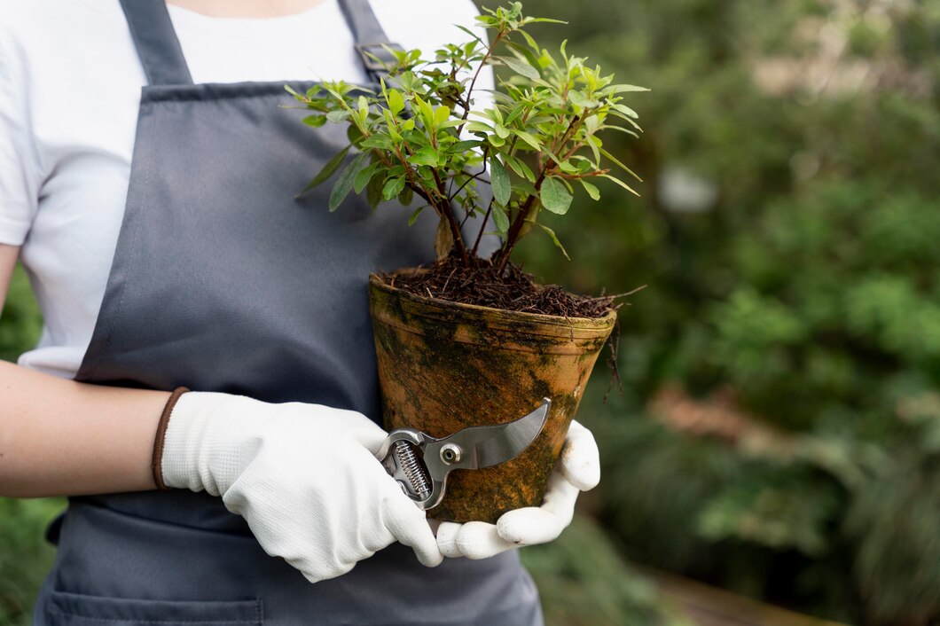 Planting a young tree